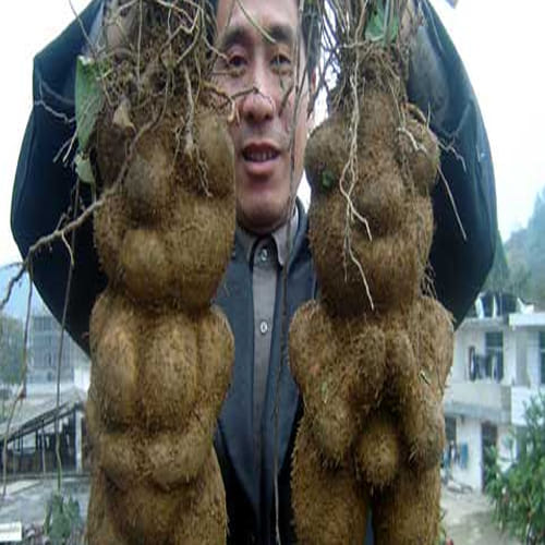 Human-shaped fleeceflower roots