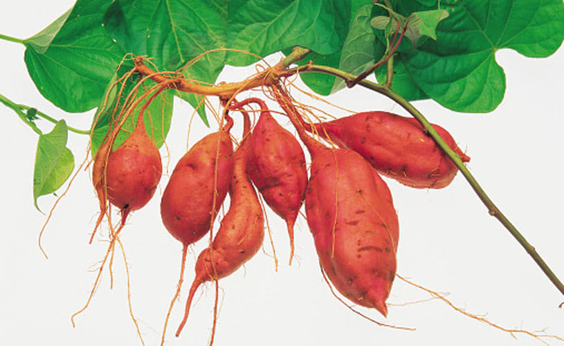 Benefits Of Sweet Potato