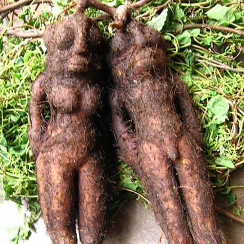Human-shaped fleeceflower roots