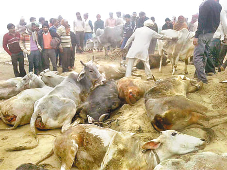 ruck carrying animal caught in shoal