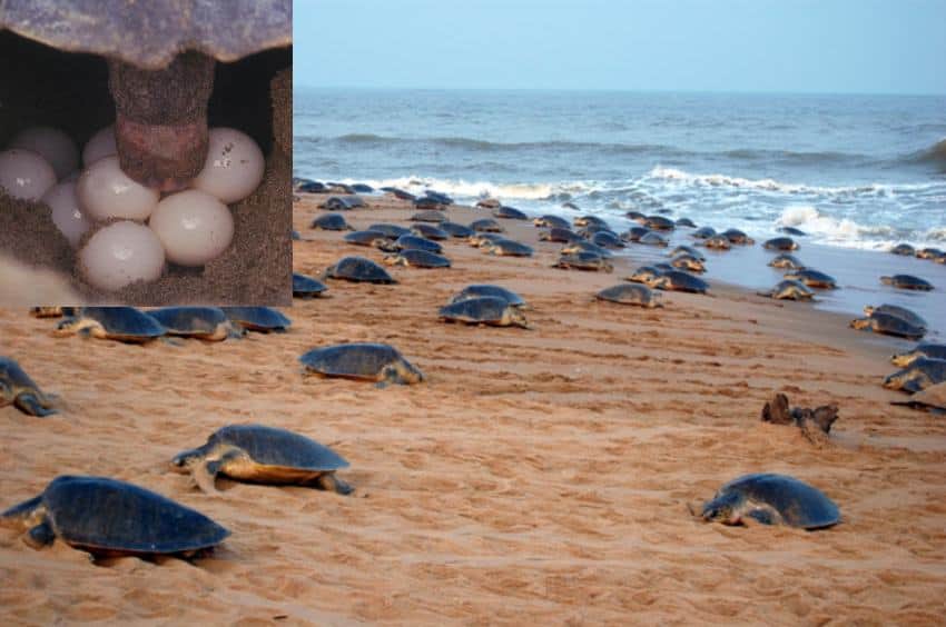 bhitarkanika will be world heritage soon.