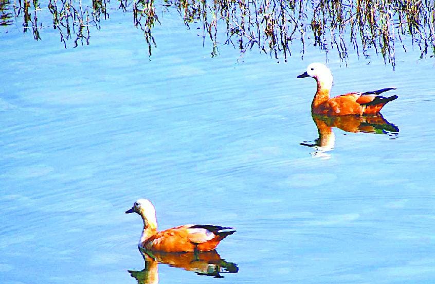 Bird Photography Festival was participated by 124 participants