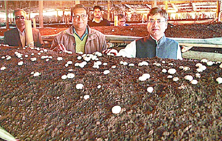 The divisional commissioner inspected mushroom farm