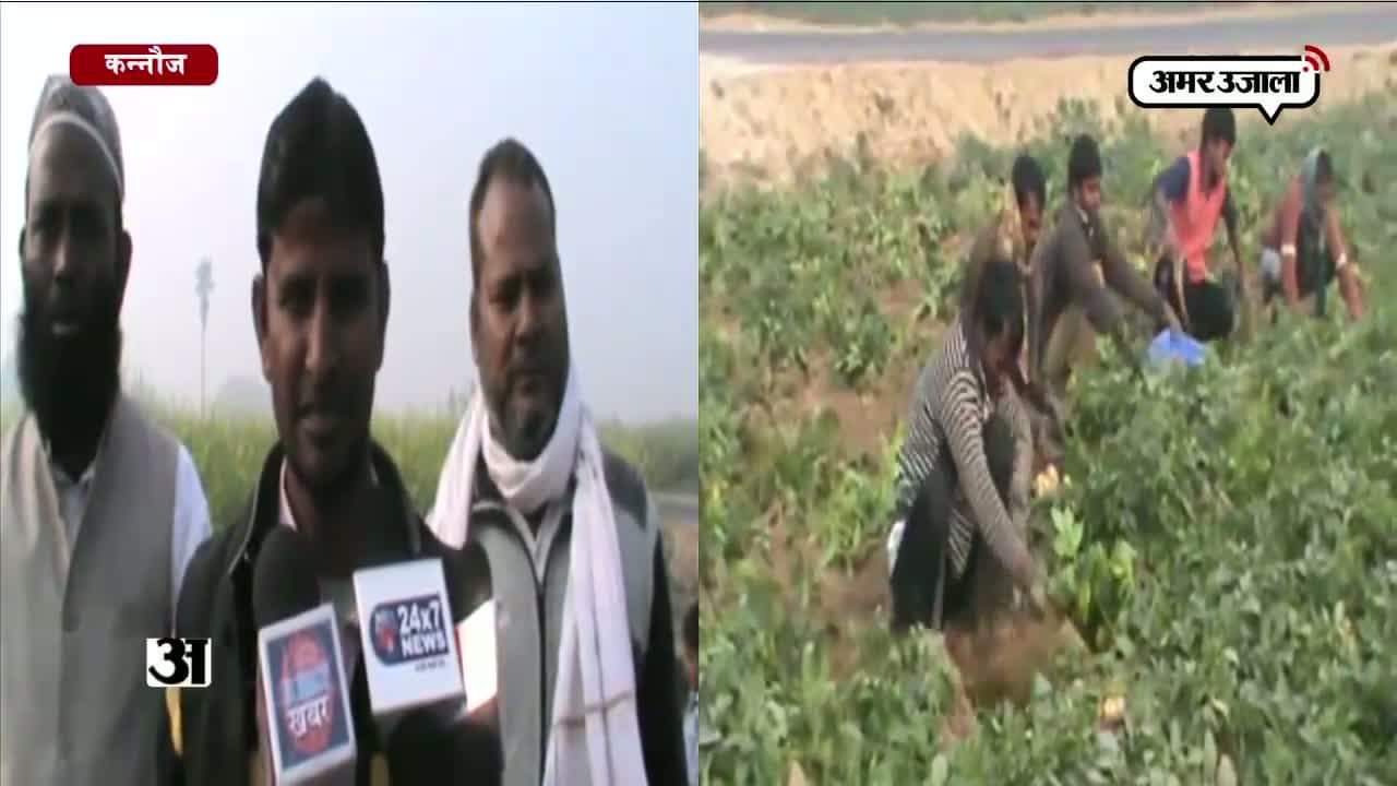 आलू किसान