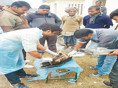 18 peacocks die of cold in atrauli