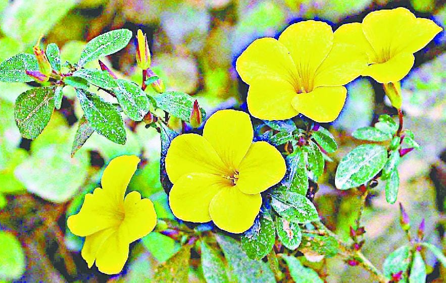 The flower prematurely Pyoli