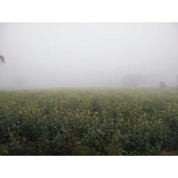 wintar, increes, crop, sarso, farmer, happy, 