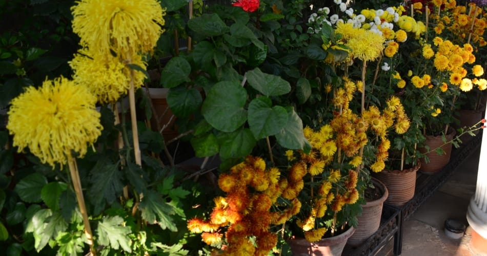 My Garden, My Identity, chandigarh 18 pauli ashok