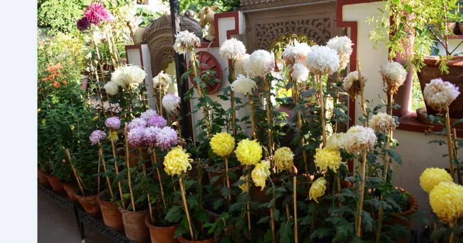 My Garden, My Identity, chandigarh 18 pauli ashok