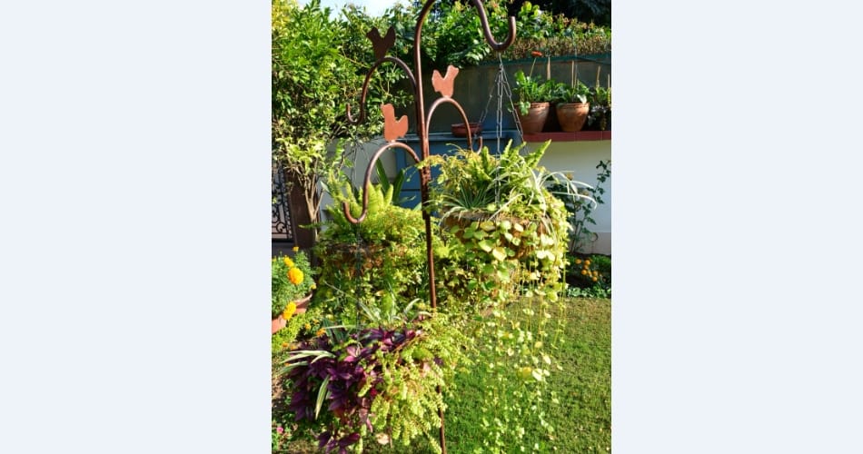 My Garden, My Identity, chandigarh 18 pauli ashok