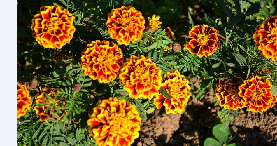 My Garden, My Identity, chandigarh 18 pauli ashok