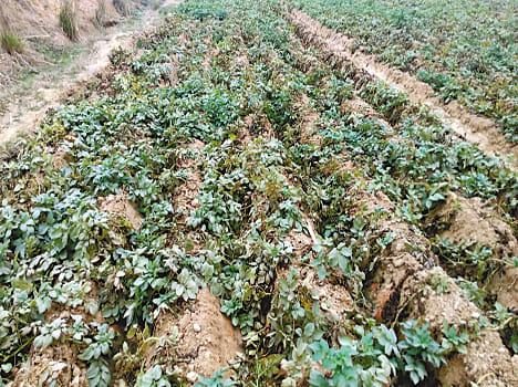 Potato blight, pod borer in brinjal Attack