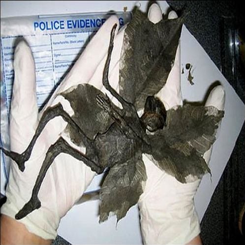 mummified fairy remains found in field