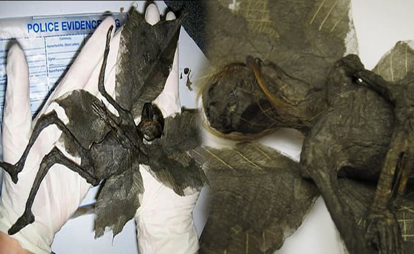 mummified fairy remains found in field