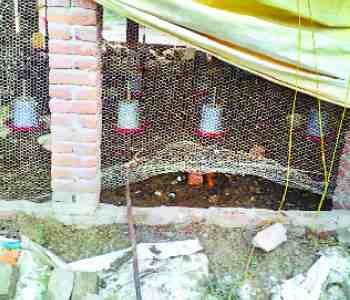 robbers attacked on poltri farm, fired bullets