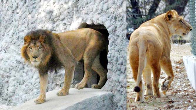 Kanpur zoo attraction lion