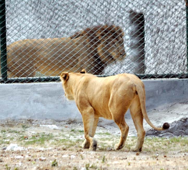 Kanpur zoo attraction lion