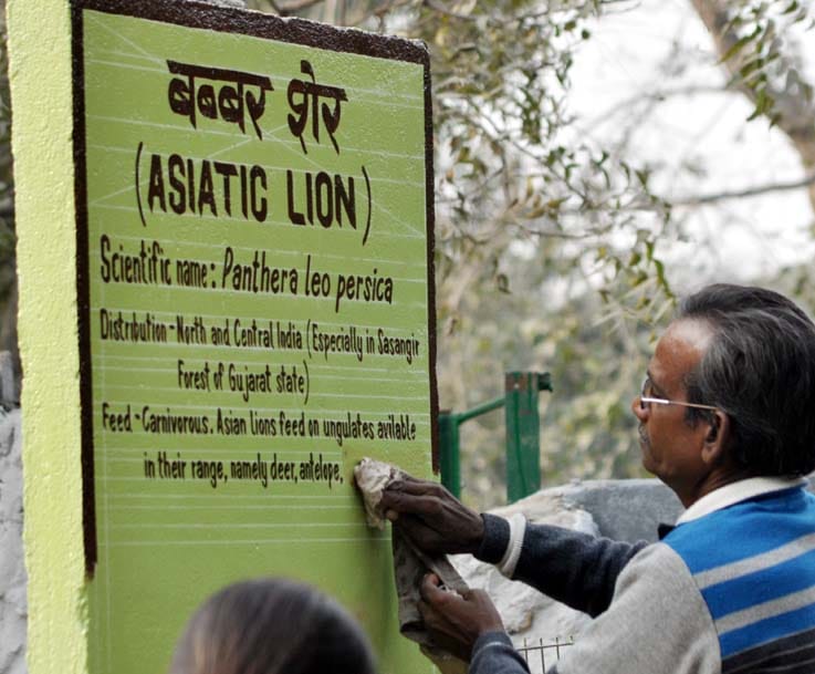 Kanpur zoo attraction lion