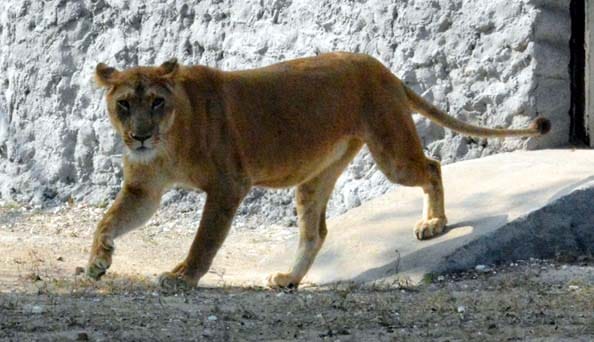 Kanpur zoo attraction lion