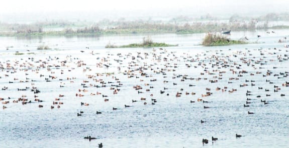 Mnega World Wetland Day in Hastinapur Sanctuary, marked 16 places