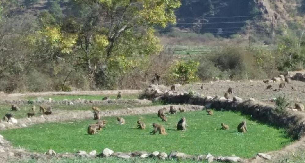 Someshwar monkey made disaster for farmers in the valley