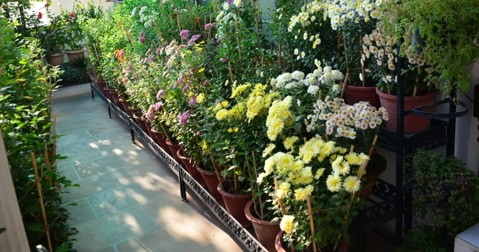 My Garden, My Identity, chandigarh 18 pauli ashok