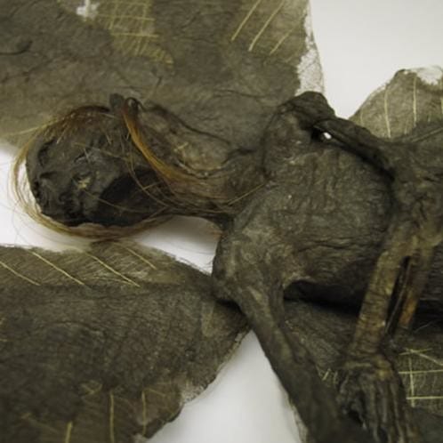 mummified fairy remains found in field