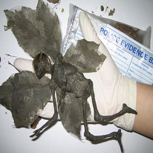 mummified fairy remains found in field