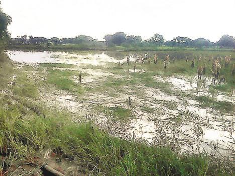  as in rain and hail at sonbhadra, farmers get harm