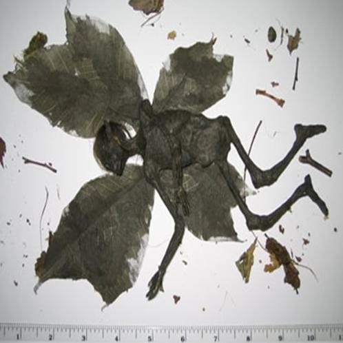 mummified fairy remains found in field