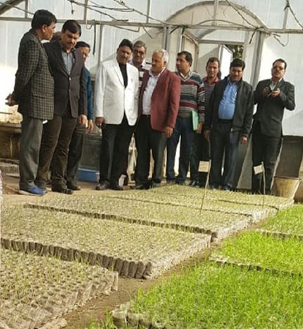 Disease-free seeds for growing sugarcane