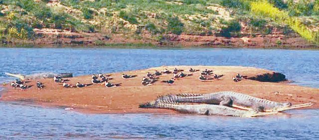 crocodile surch chambal 