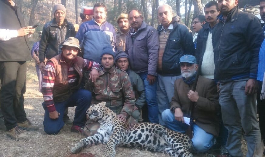World Biggest Leopard Killed in Himachal, Live photos.