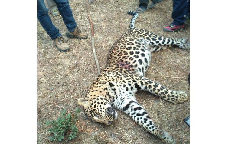 World Biggest Leopard Killed in Himachal, Live photos.