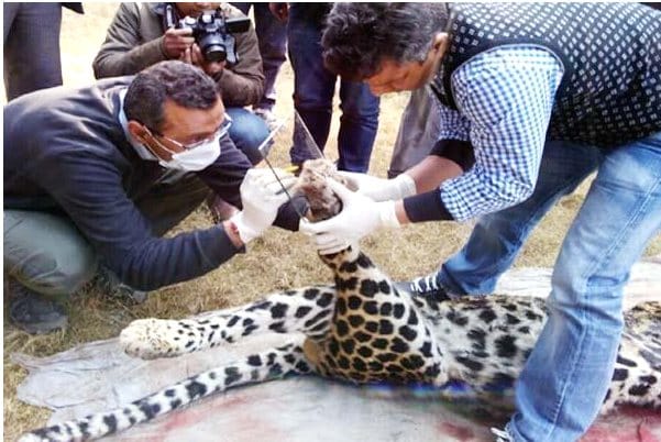 World Biggest Leopard Killed in Himachal, Live photos.