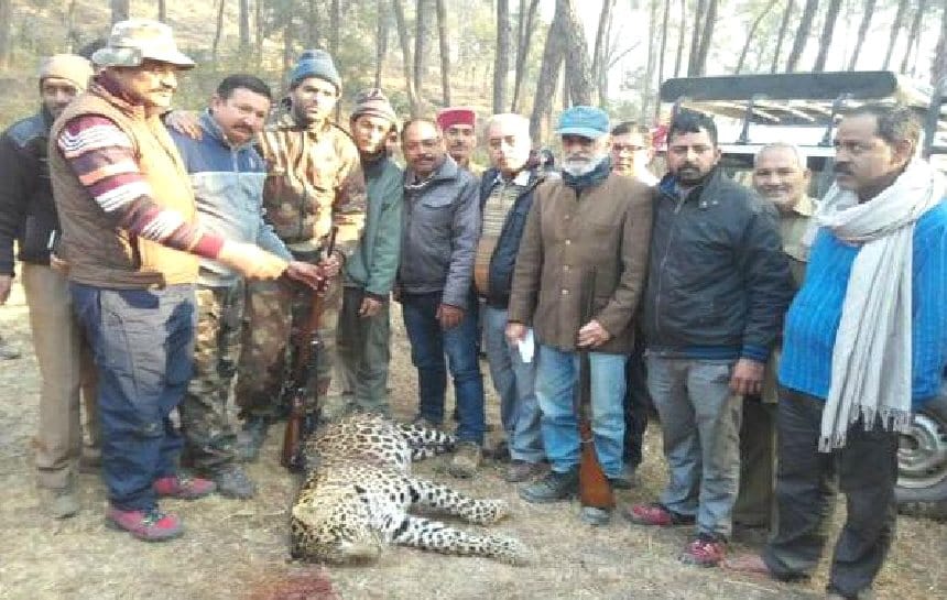 World Biggest Leopard Killed in Himachal, Live photos.