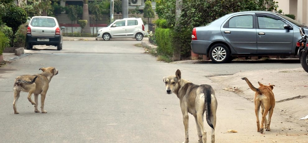 Who will give relief from the man-eating dogs Bahedi