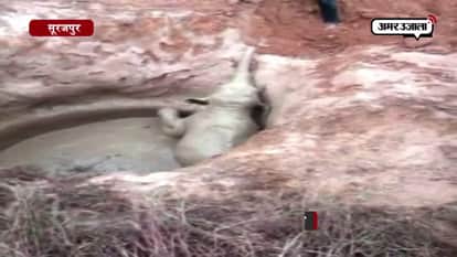 Elephant and her baby rescued after falling in a well in surajpur
