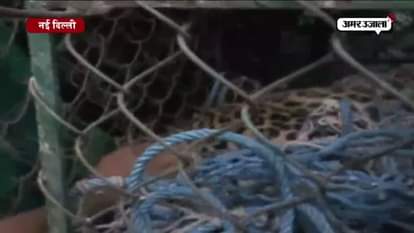 Leopard strayed in residential area