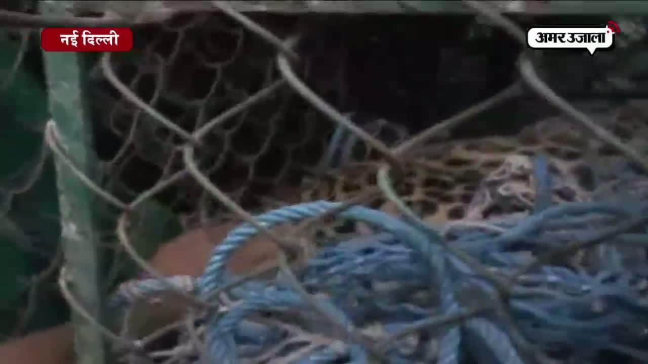 तेंदुए ने कैसे मचाई तबाही