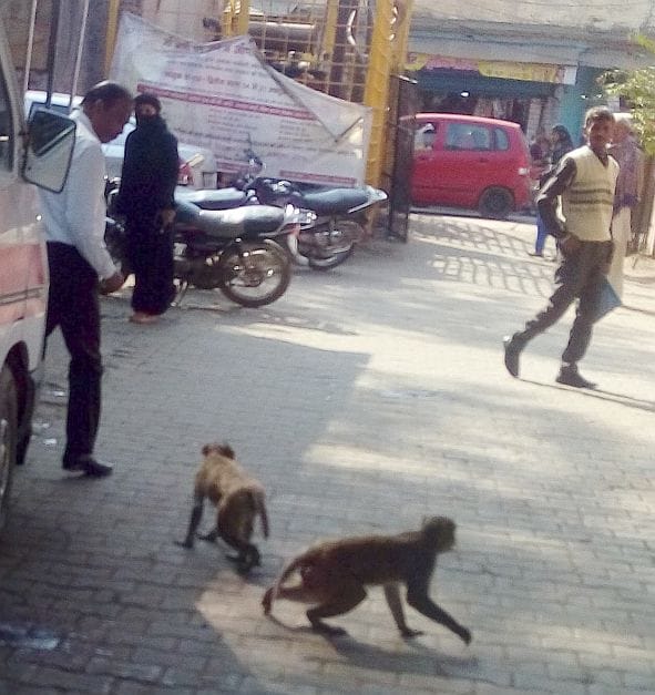 Violence raised by monkeys.