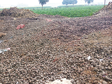 Potatoes rotting in the open
