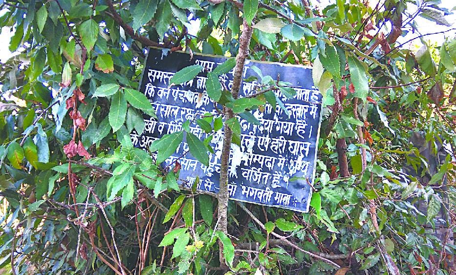 Was dedicated to the goddess of the forests rejuvenation