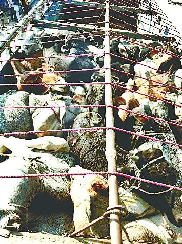 Unbridled animal traffickers, then two trucks holding three arrested
