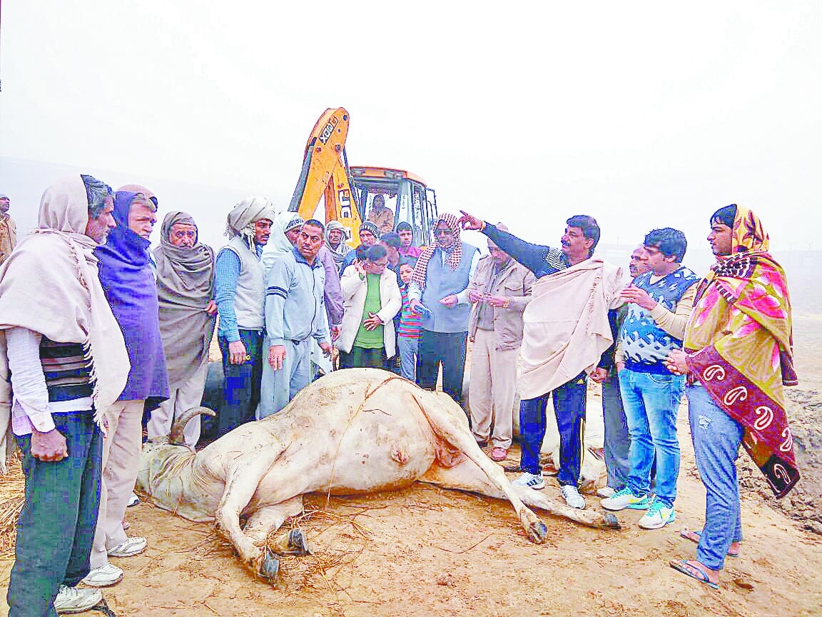 cattle up, rohtak, haryana, cattele on road, smaglers, haryana