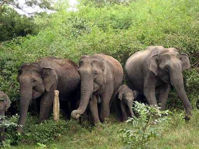 Elephants nuisance in Sonbhadra, A woman trampled to death