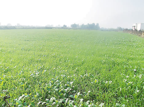 If the weather is clement bumper crop