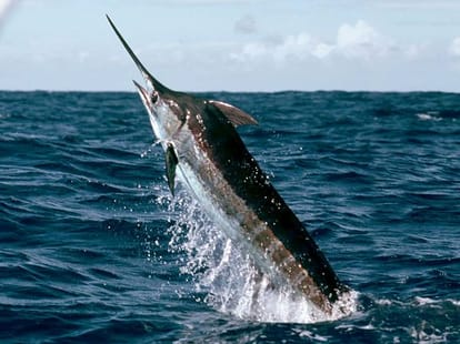 When Fish takes fishermen 55 kms into the sea