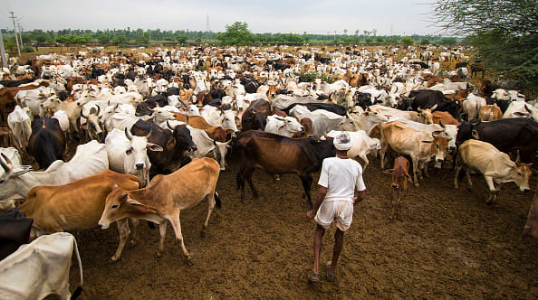 12-digit unique identification numbers will be provided to all cattle 