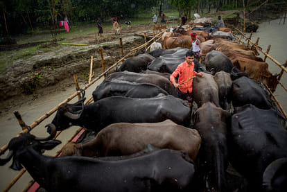 12-digit unique identification numbers will be provided to all cattle 